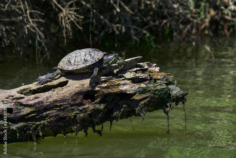 Fototapeta premium Pond Slider Turtle on Log While Paddling the Tennessee River in Knoxville, TN 