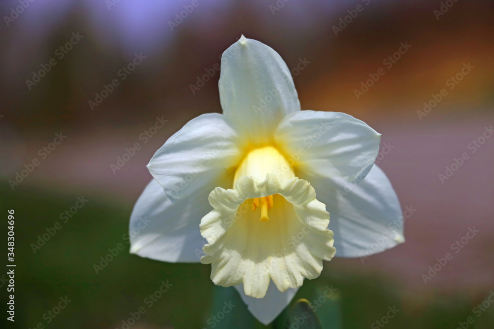 White Daffodil spring blossom in park, selective focus. White Daffodil spring blossom in park, selective focus.