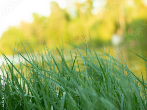 Green grass in the park with blurry background