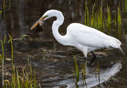 Great egret with fish caught in its mouth