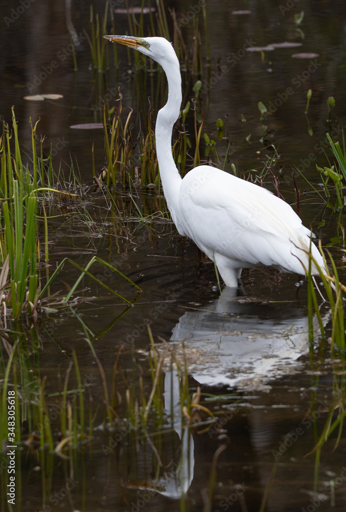 Great egret in pond water with full reflection Great egret in pond water with full reflection