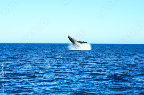 Humpback whale in Brazil