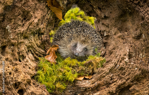 Fototapeta Hedgehog (Scientific name: Erinaceus Europaeus)