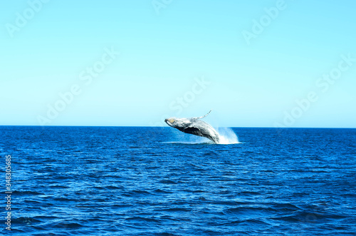 Humpback whale in Brazil