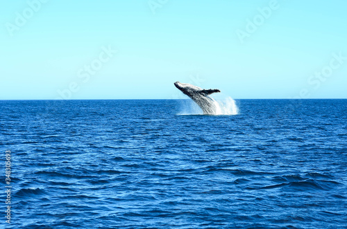 Humpback whale in Brazil