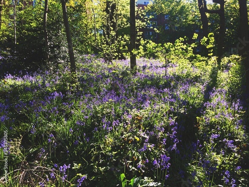 Fototapeta Naklejka Na Ścianę i Meble -  purple flowers in the forest