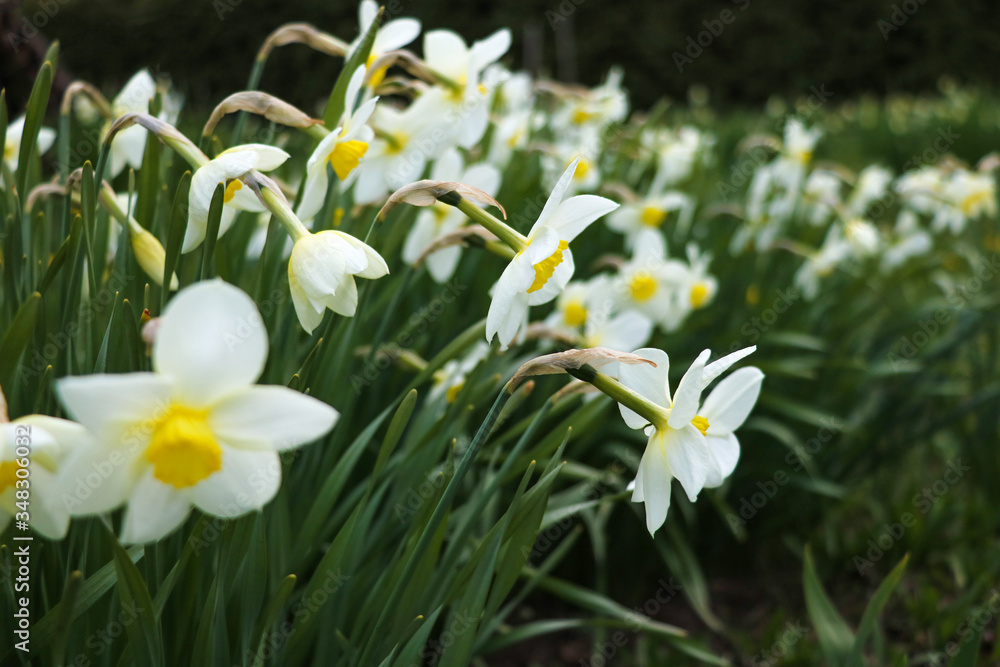 Field of blooming daffodils in spring park. Field of blooming daffodils in spring park.