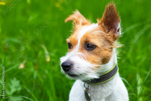 Portrait of a Dog, Jack Russell Terrier on the green grass. Homemade, cute pet looking directly at the camera. Copy Space