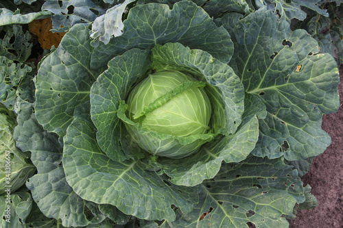 Close up view of white cabbage head with green leaves growing in vegetable garden. Organic food theme.