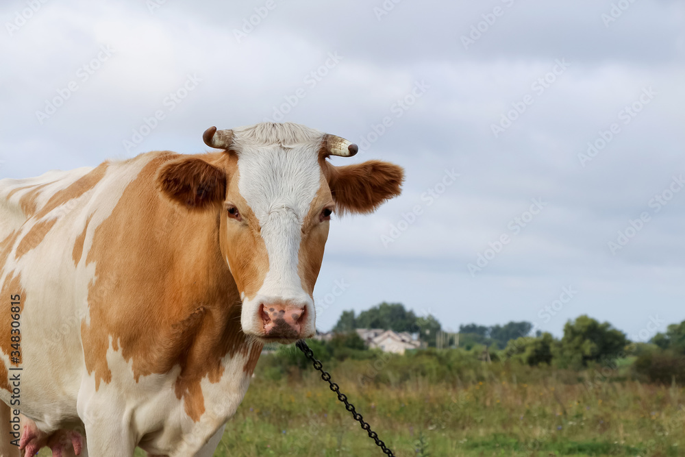 Close up view of white and brown cow head on green summer field. Cloudy sky. Copy space for your text. Livestock animals theme.