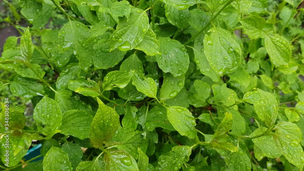 green bush with dew on the leaves. drops of water on a bush after rain. fresh green abstract background green bush with dew on the leaves. drops of water on a bush after rain. fresh green abstract background