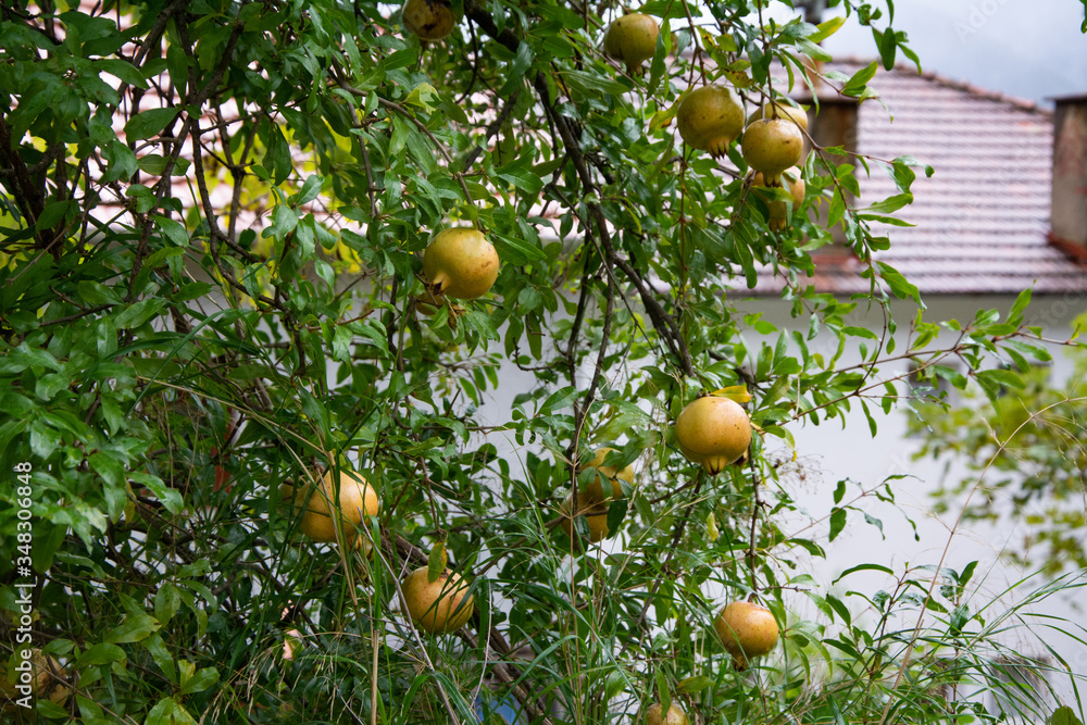 Several pomegranate fruits grow on a tree.