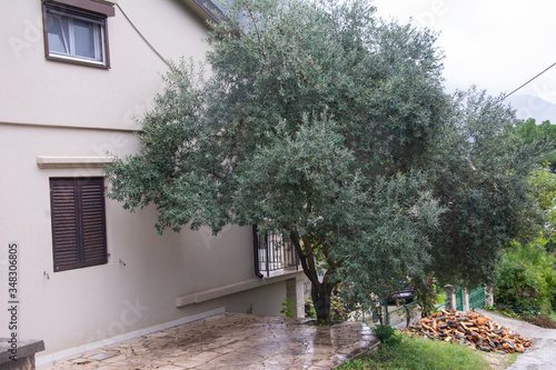 Fototapeta Naklejka Na Ścianę i Meble -  A small olive tree near a house in the Mediterranean.
