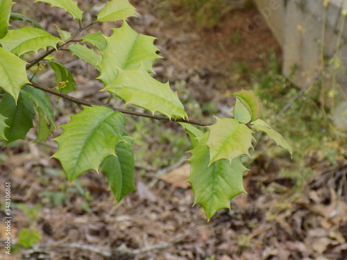 Leaves on a bush 