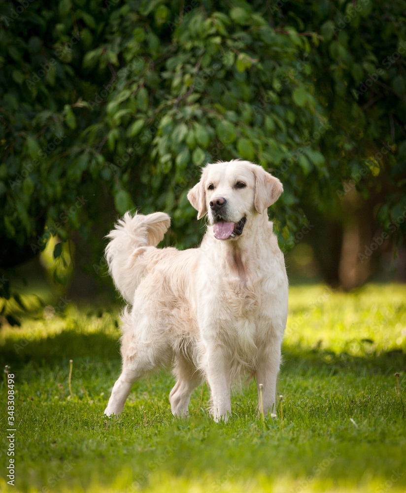 Beautiful golden retriever dog in the park