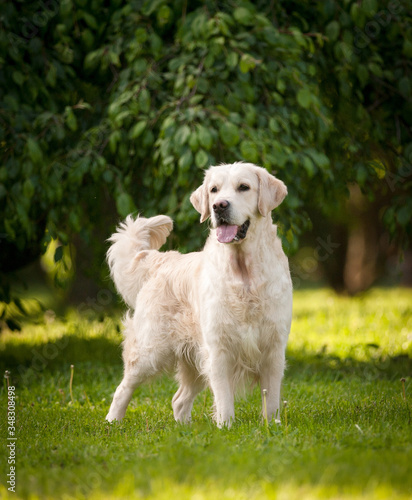 Beautiful golden retriever dog in the park