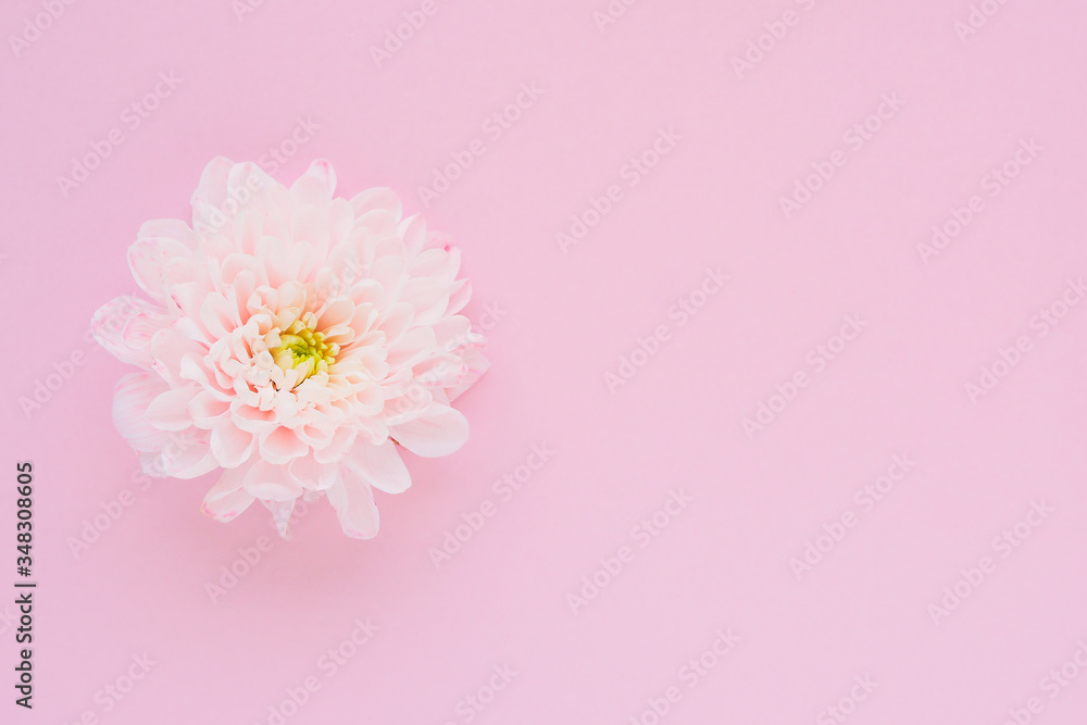 .minimalism style card: light pink chrysanthemum flower with a yellow-green middle on a pink background. space for text...