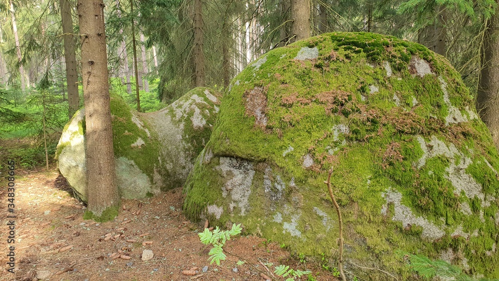 Stein wald Natur Stein wald Natur