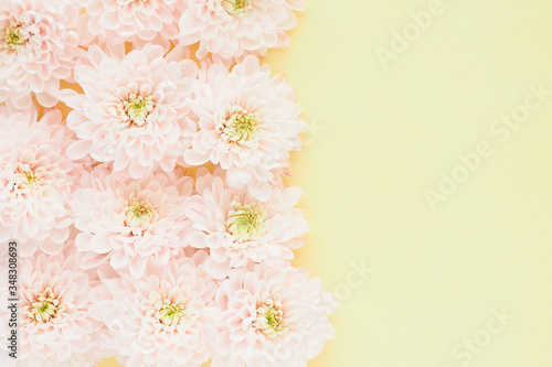 .light pink chrysanthemum flowers with yellow-green centers on a yellow background. Space for copy..
