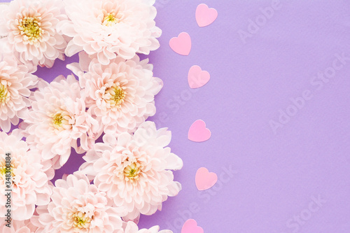 .many pink chrysanthemum flowers with a yellow center and pink plastic hearts on a purple background. space for text..