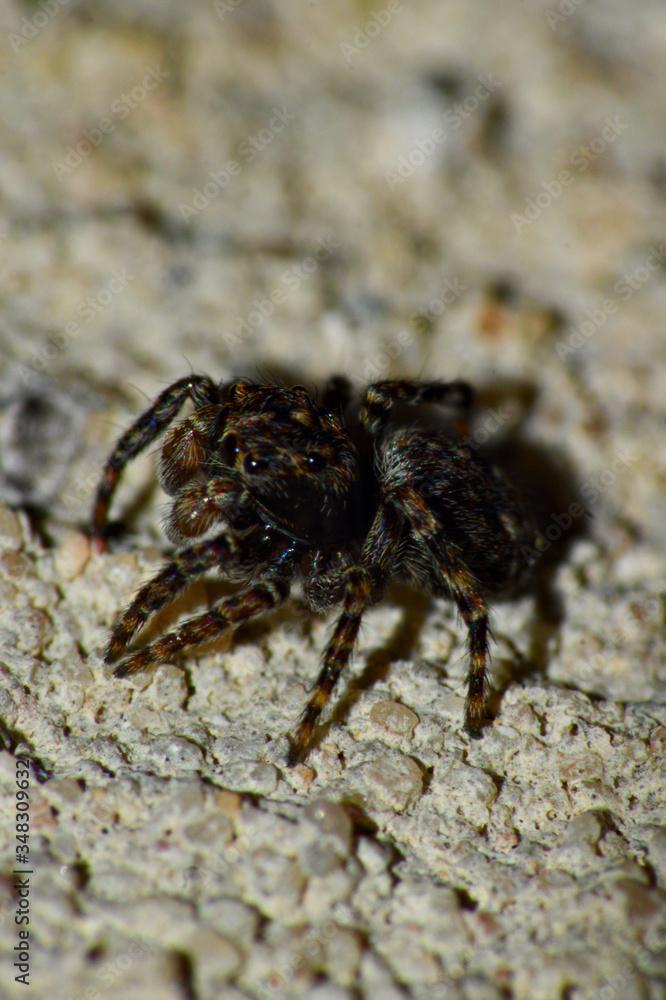 The picture was taken in the home garden on a sunny day. It shows a small 5mm jumping spider as a detailed picture. The spider is covered with fine br