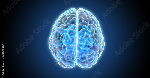 3D rendering directly above hemispheres of human brain xray illustration