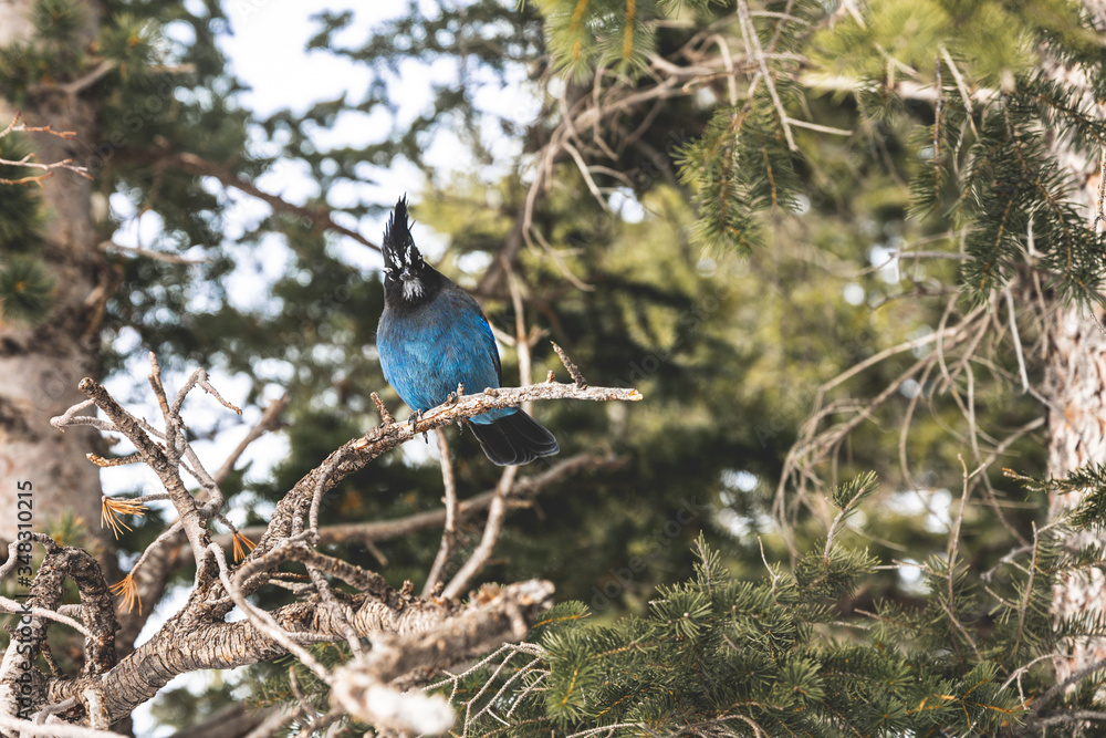 Obraz premium Steller's Jay, Blue Bird