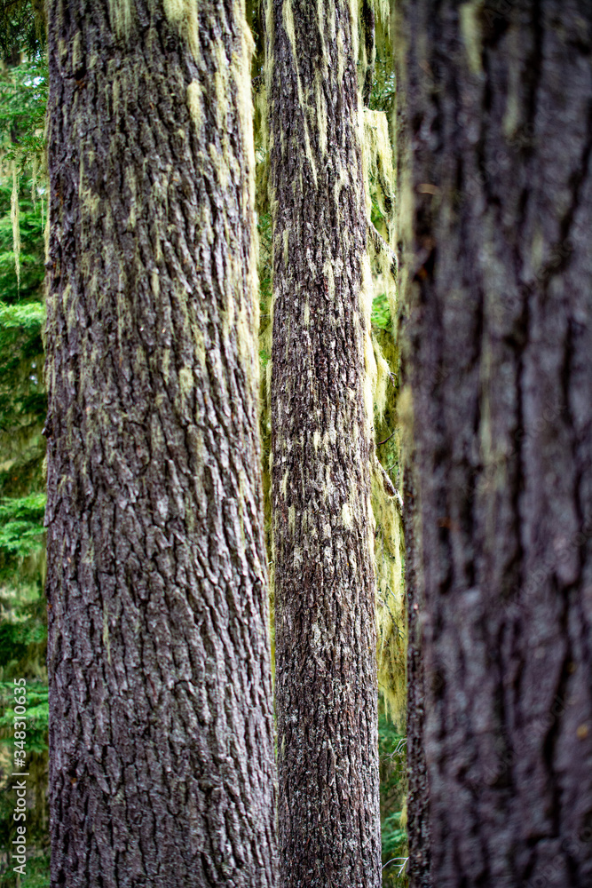 Obraz premium tree bark texture