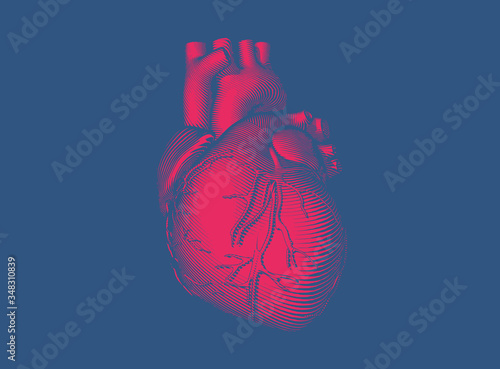 Red engraving human heart vector illustration on dark blue BG