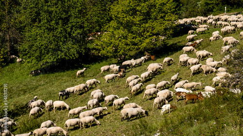 Neumarkt in der Oberpfalz, Bavaria / Germany - May 06, 2020. Flock of sheep in the hills near of Neumarkt in der Oberpfalz.