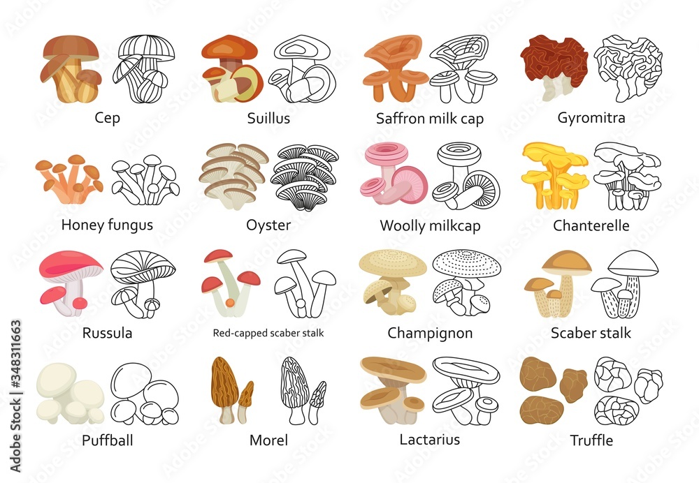 Edible mushroom set. Flat and line icons. Vector illustration.