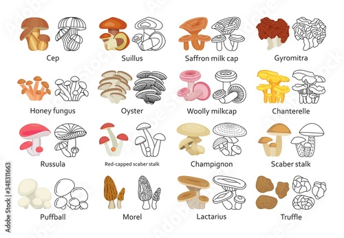 Edible mushroom set. Flat and line icons. Vector illustration.