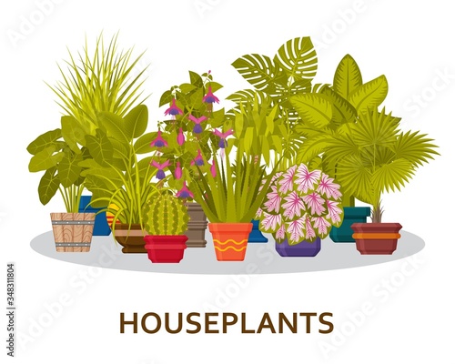 Decorative houseplants in pots background. Florist indoor palm trees and interior flowerpots
