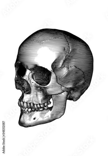 Engraving human skull perspective view illustration isolated on white BG