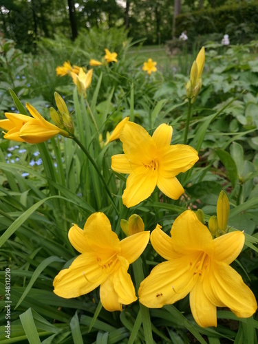 żółte lilie