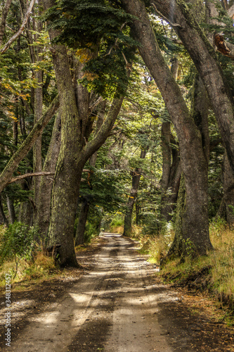 patagonia landscapes forest nature river lake