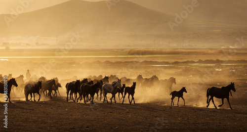 Wild horses of Cappadocia at sunset with beautiful sands  running and guided by a cawboy