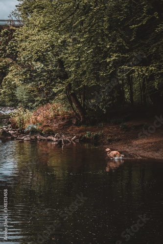 Dog playing in a river