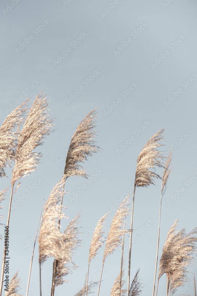 Fototapeta Pampas Grass Blue Sky. Creative, minimal, bright and airy styled concept.