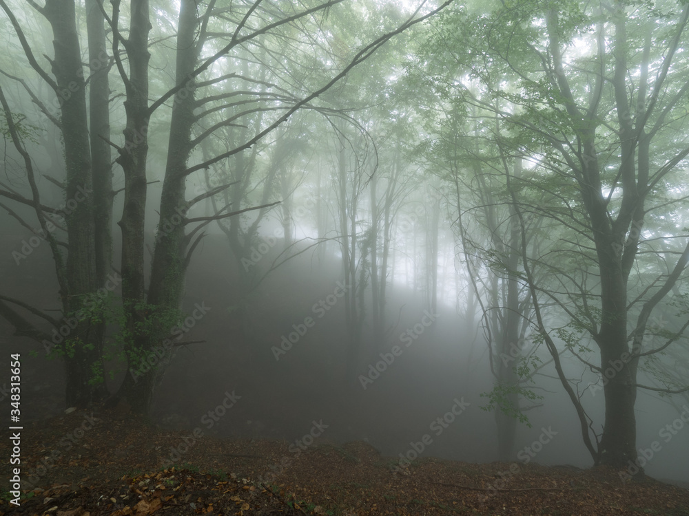 Obraz premium El bosque