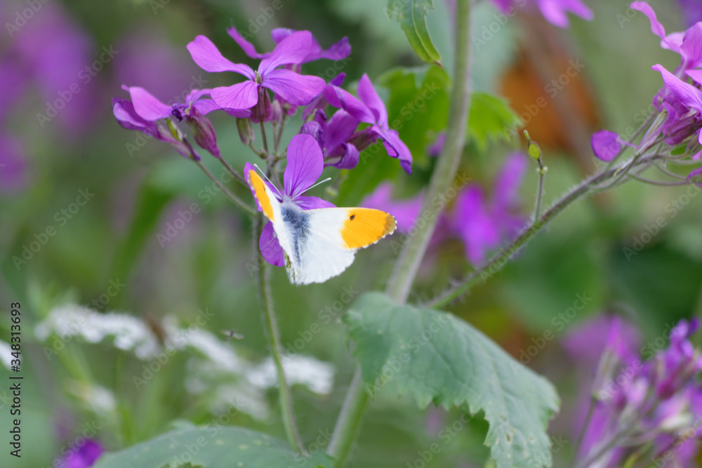 papillon aurore posé sur des fleurs mauves Stock Photo Adobe Stock