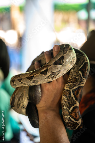 The species of pythons that have been developed, the species are animals that are raised for the economy. Exotic pets from Asia