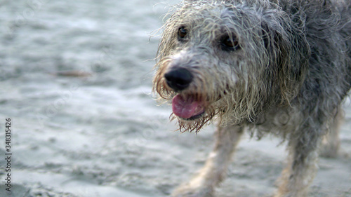 Furry dog ​​playing with ball and running on the beach in Brazil, tropical paradise, cute little dog © Safra