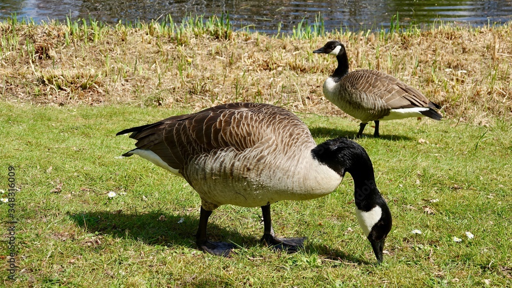 Kanada Gänse auf Wiese und im Wasser Kanada Gänse auf Wiese und im Wasser