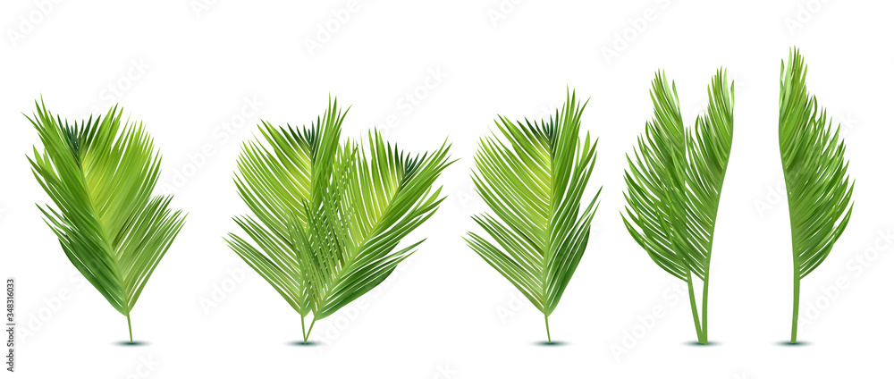 Tropical exotic leaf from different angles. Realistic palm leaves on white background. Icon set. 3d illustration.