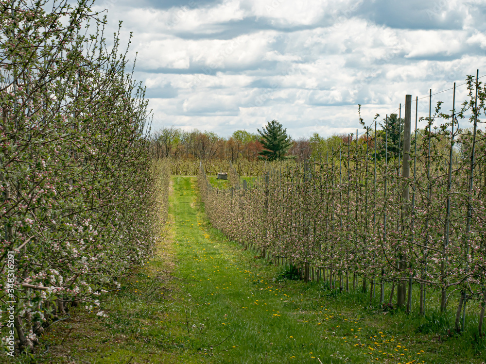 Apple Orchard row