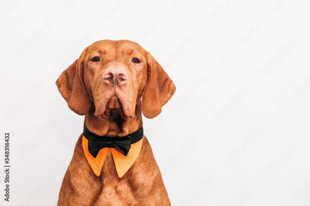 Beautiful red vizsla dog in a bow tie as a gentleman Beautiful red vizsla dog in a bow tie as a gentleman