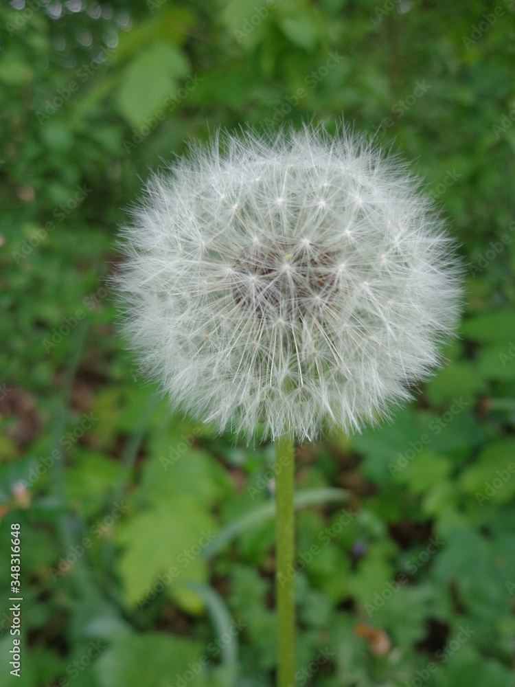 Obraz premium dmuchawiec