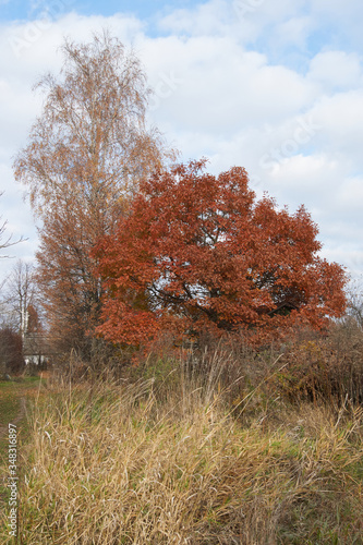 Oak and birch in the autumn in an abandoned garden.