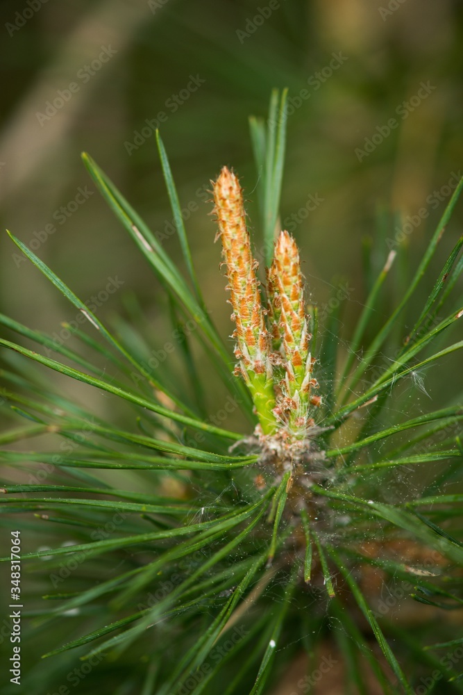 Young fresh pine cone and green needles on the background. Young fresh pine cone and green needles on the background.